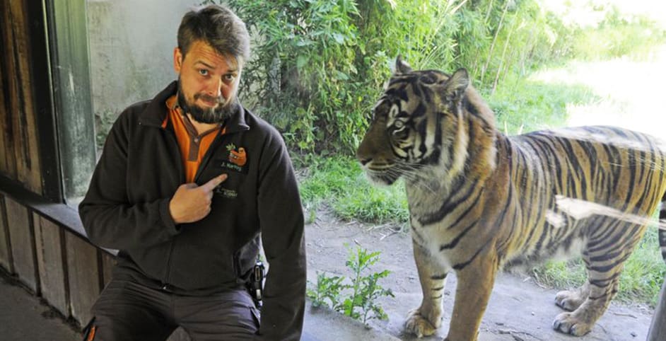 dierenverzorger met een tijger in Blijdorp